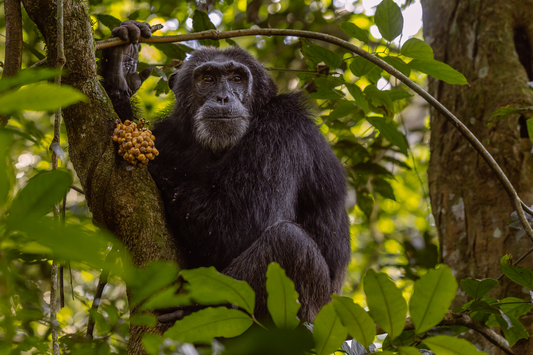 A more senior Eastern Chimpanzee from the Kanyantare family guards some berries, which it then started tucking into, in Uganda's Kibale National Park (image by Virginia Wilde)