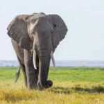 Elephant in the vast expanses of Amboseli (image by Inger Vandyke)