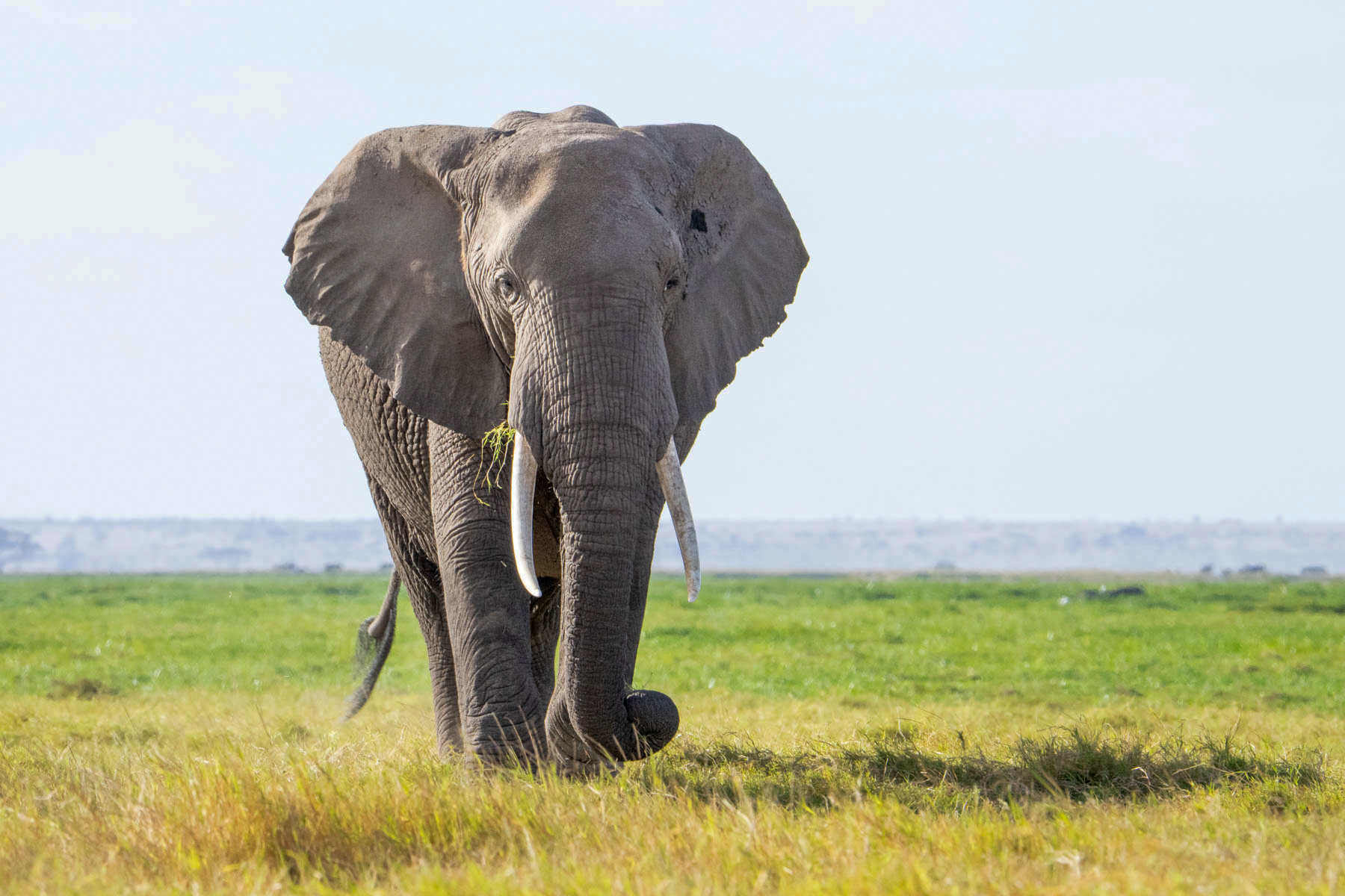 Elephant in the vast expanses of Amboseli (image by Inger Vandyke)