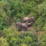 An elephant family seen from the sky (image by Inger Vandyke)