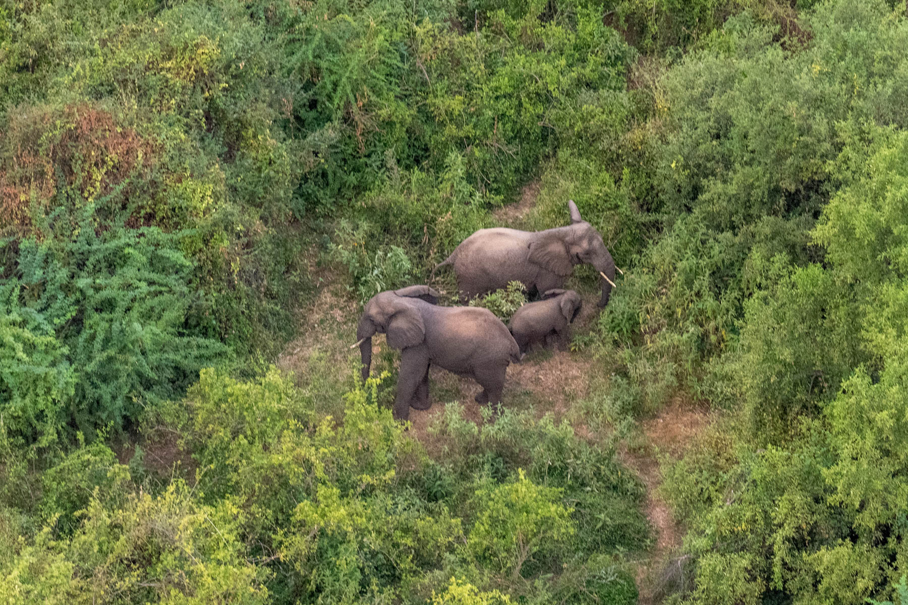 An elephant family seen from the sky (image by Inger Vandyke)