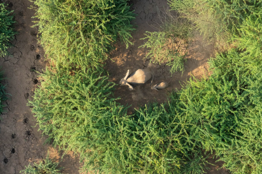 Elephant mother with her baby. They hide in dense bushes in Lentorre but you can sometimes see their foot prints in the clay nearby (image by Inger Vandyke)