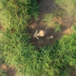 Elephant mother with her baby. They hide in dense bushes in Lentorre but you can sometimes see their foot prints in the clay nearby (image by Inger Vandyke)