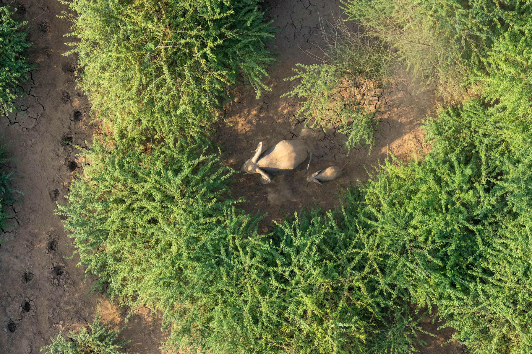 Elephant mother with her baby. They hide in dense bushes in Lentorre but you can sometimes see their foot prints in the clay nearby (image by Inger Vandyke)