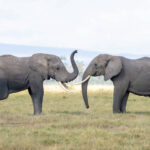 When elephants meet, they greet each other with elaborate trunk movements (image by Inger Vandyke