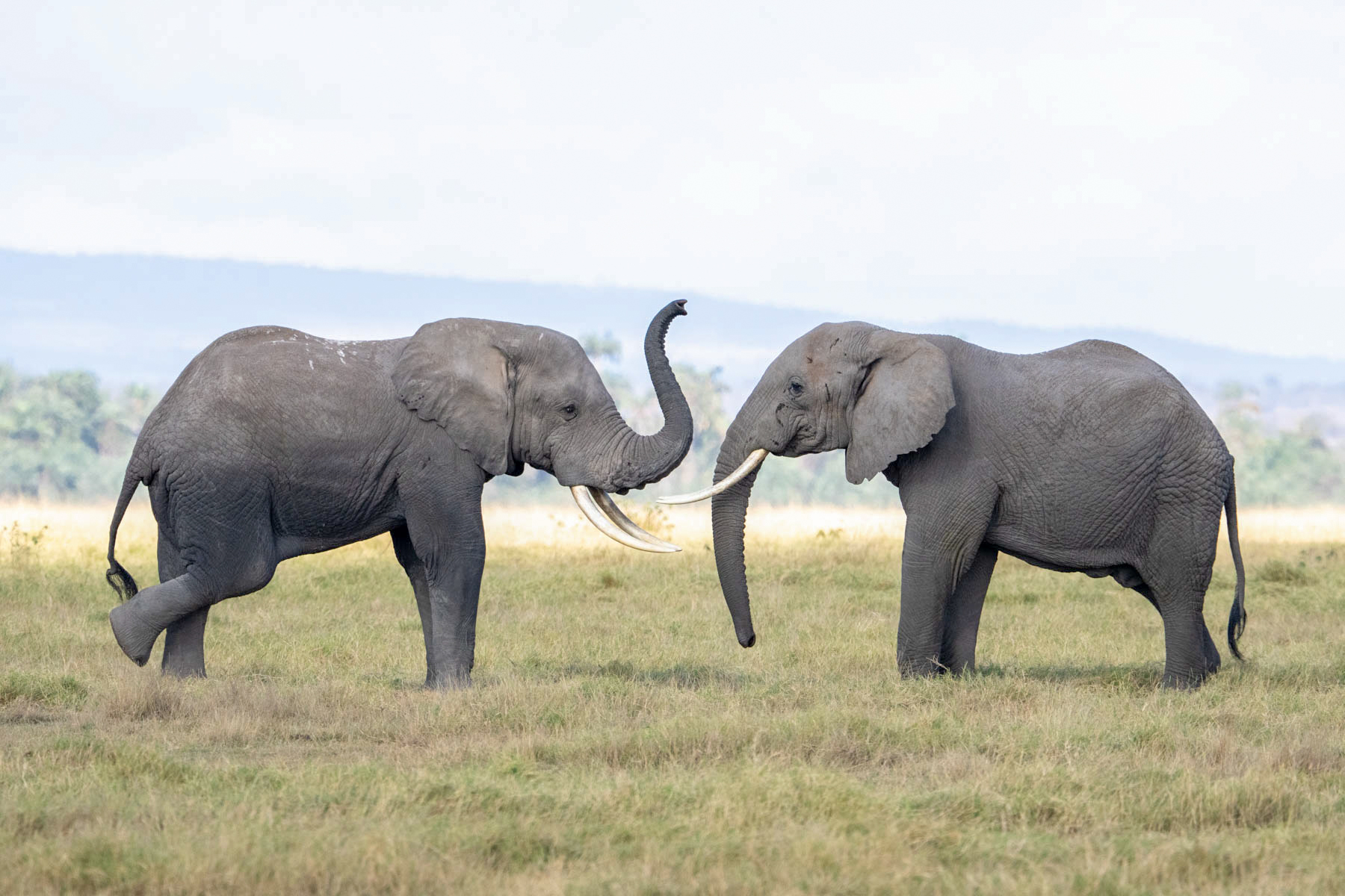 When elephants meet, they greet each other with elaborate trunk movements (image by Inger Vandyke
