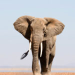 Amboseli truly is elephant heaven (image by Inger Vandyke)