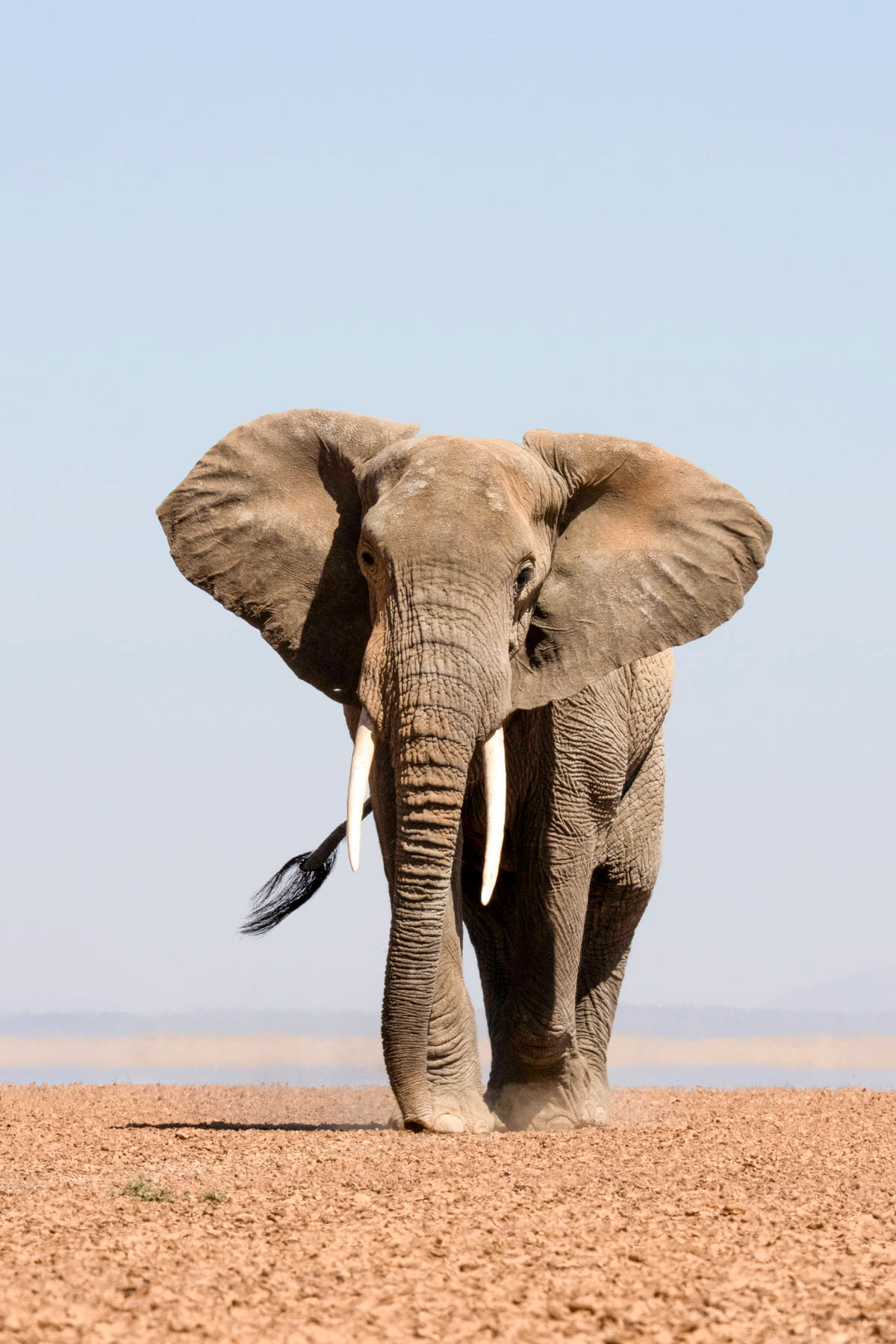 Amboseli truly is elephant heaven (image by Inger Vandyke)