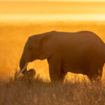 Sunrise silhouette of an elephant (image by Inger Vandyke)