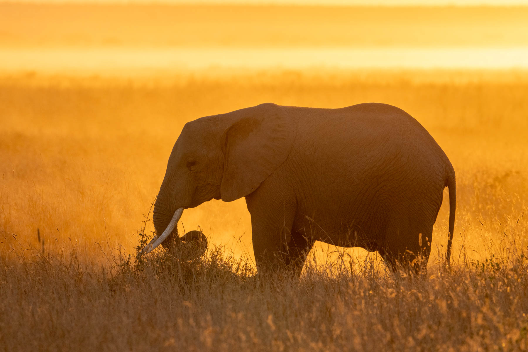 Sunrise silhouette of an elephant (image by Inger Vandyke)