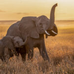 A mother and baby elephant testing the atmosphere at sunrise in Amboseli (image by Inger Vandyke)