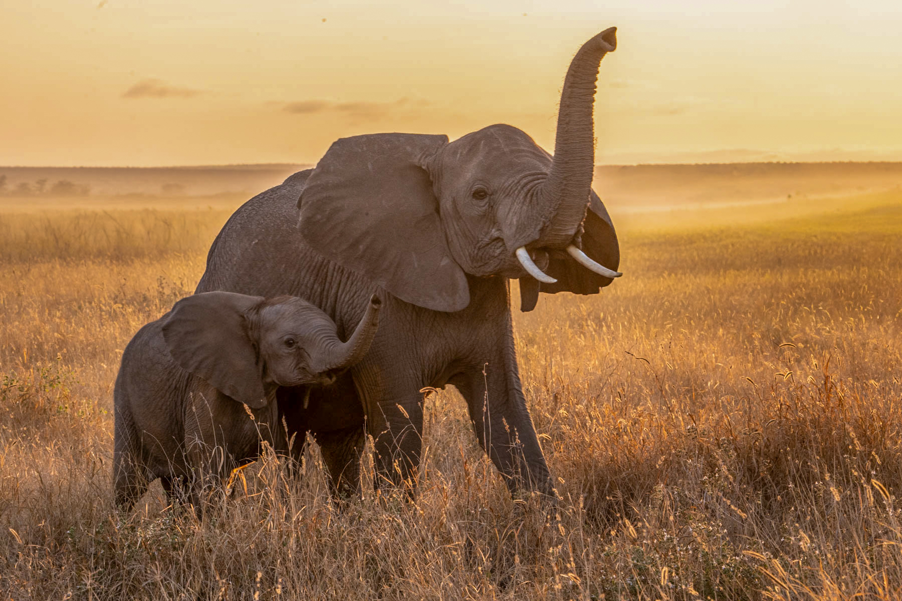 A mother and baby elephant testing the atmosphere at sunrise in Amboseli (image by Inger Vandyke)