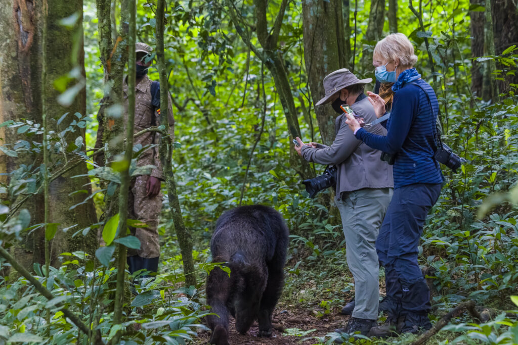 Chimpanzees are incredible primates to spend time with. Sometimes, they would walk within touching distance of us, totally undisturbed by our presence (image by Virginia Wilde)