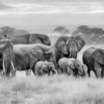 Family outing (image by Inger Vandyke)