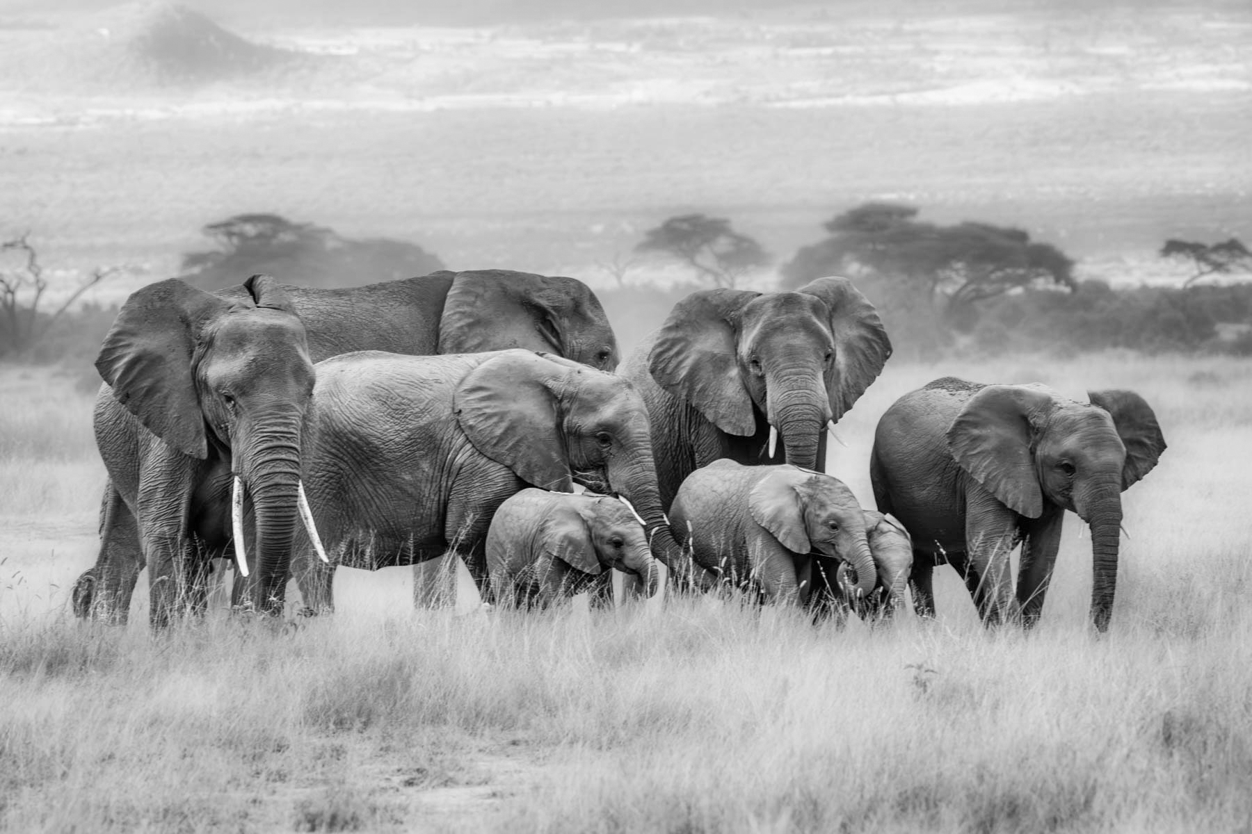 Family outing (image by Inger Vandyke)