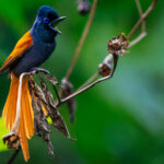 A female African Paradise Flycatcher calls to her chick, in the gardens of our lodge near Uganda's Bwindi Impenetrable Forest (image by Virginia Wilde)