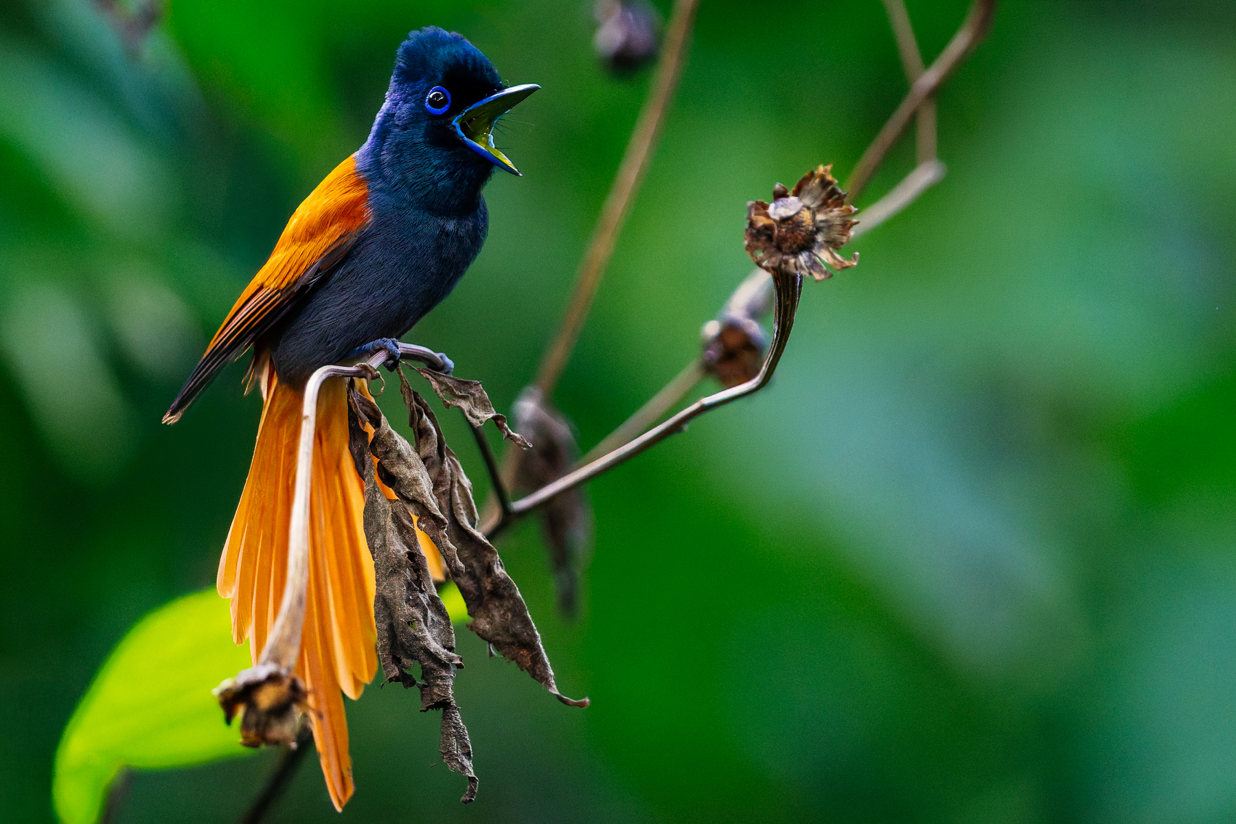A female African Paradise Flycatcher calls to her chick, in the gardens of our lodge near Uganda's Bwindi Impenetrable Forest (image by Virginia Wilde)