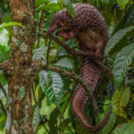 Looking like a pinecone that grew legs and developed an adorable personality. Tree Pangolins are covered in overlapping scales made of keratin, and when threatened they can curl into an almost impenetrable ball (image by Virginia Wilde)