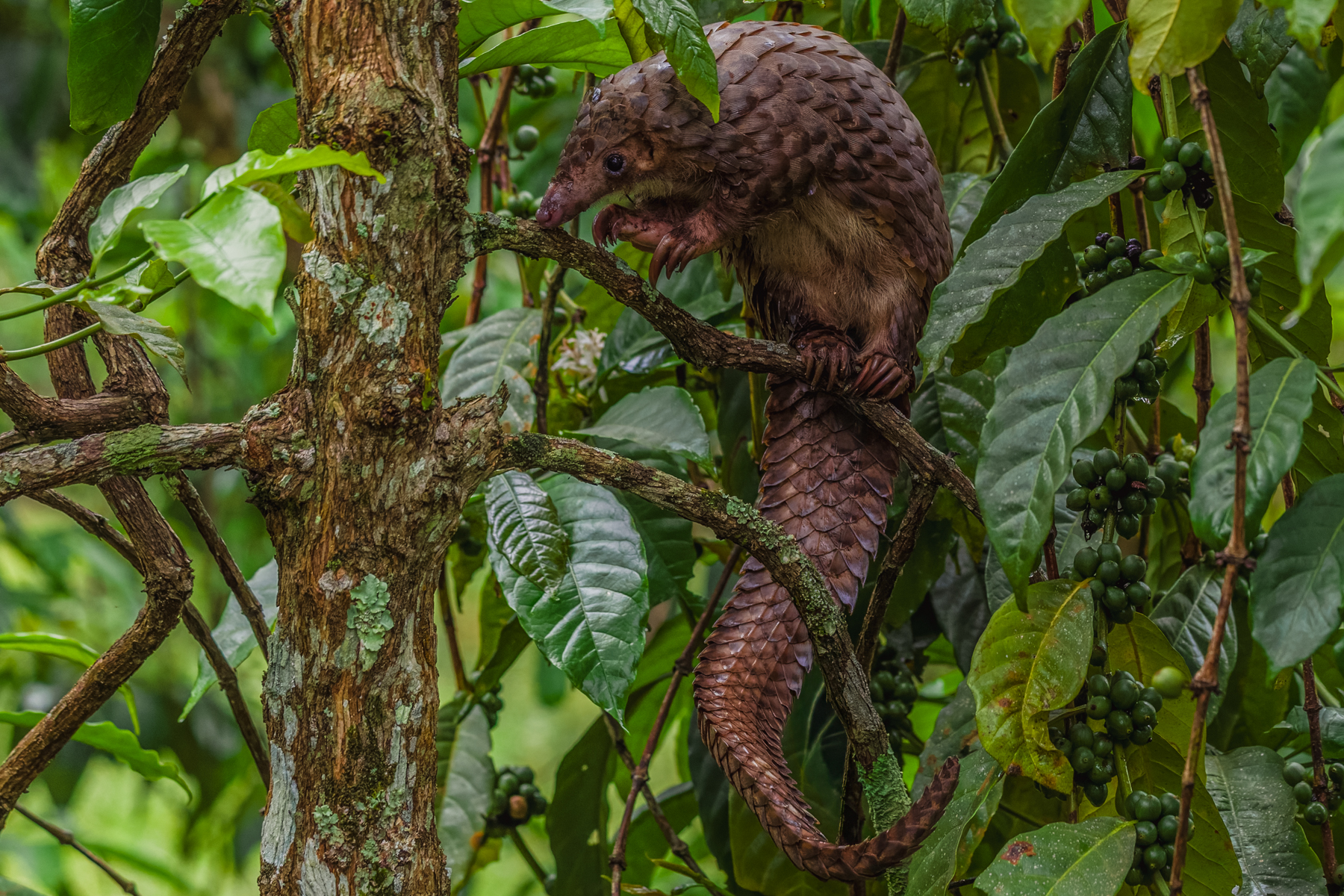 Looking like a pinecone that grew legs and developed an adorable personality. Tree Pangolins are covered in overlapping scales made of keratin, and when threatened they can curl into an almost impenetrable ball (image by Virginia Wilde)