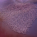 For the love of flamingos (image by Inger Vandyke)