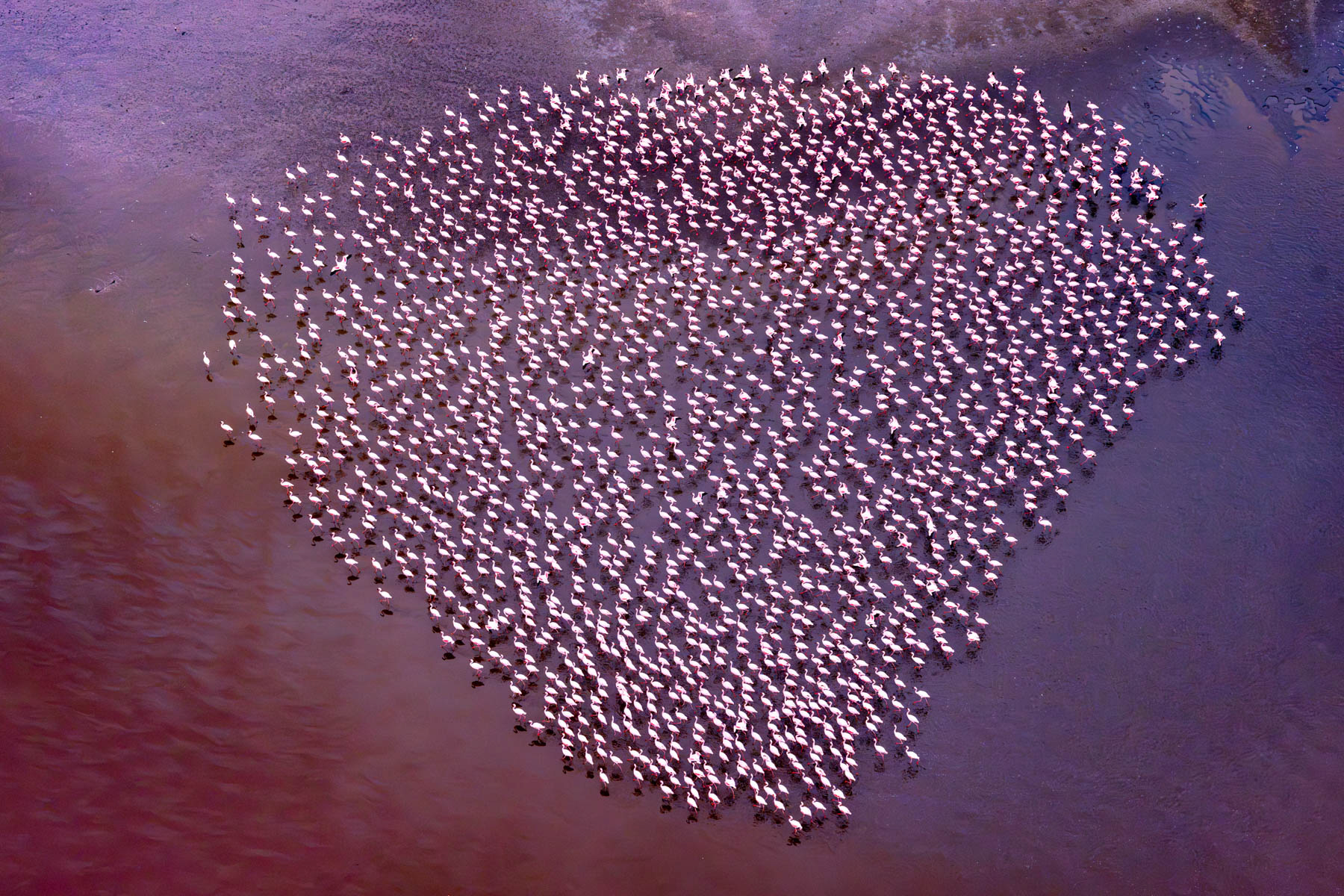 For the love of flamingos (image by Inger Vandyke)