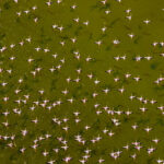 Flamingos everywhere! (image by Inger Vandyke)
