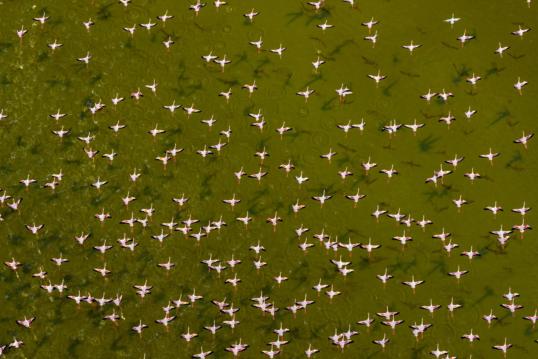 Flamingos everywhere! (image by Inger Vandyke)