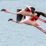 A pair of Lesser Flamingos takes flight (image by Inger Vandyke)