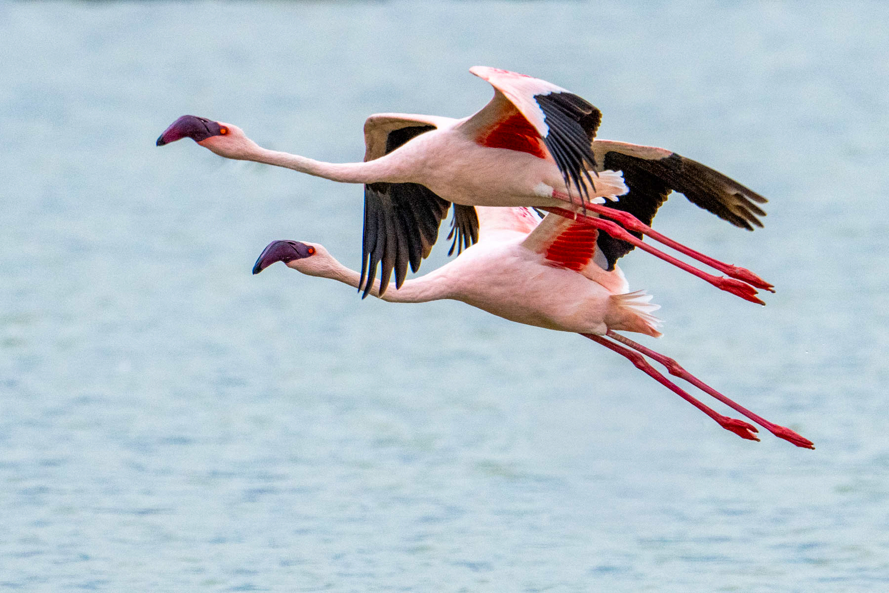 A pair of Lesser Flamingos takes flight (image by Inger Vandyke)