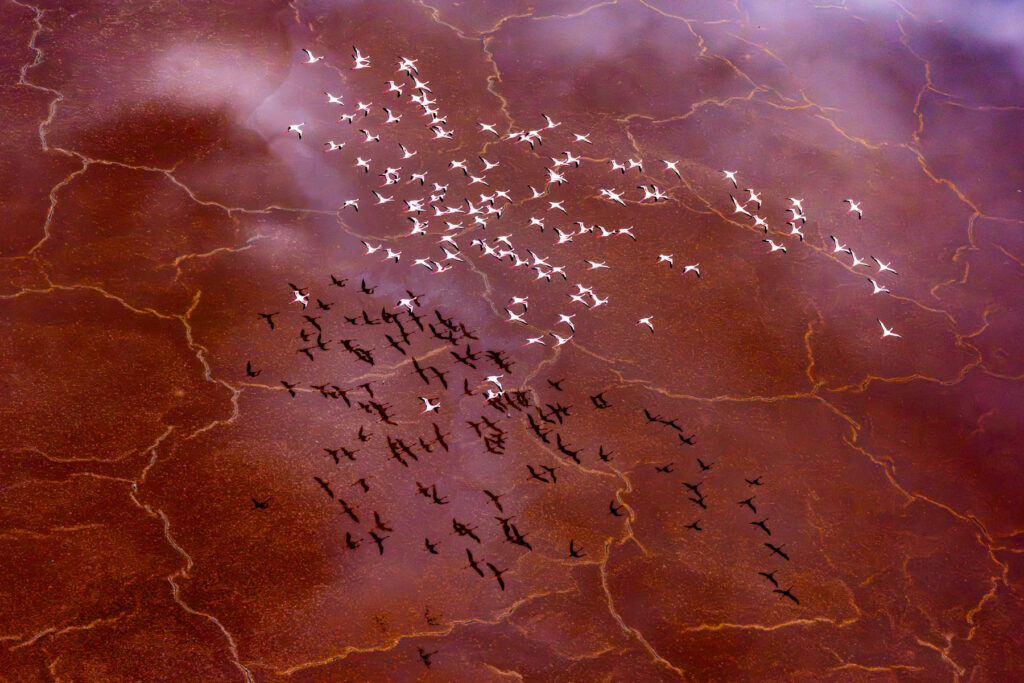 Flamingos in pink (image by Inger Vandyke)