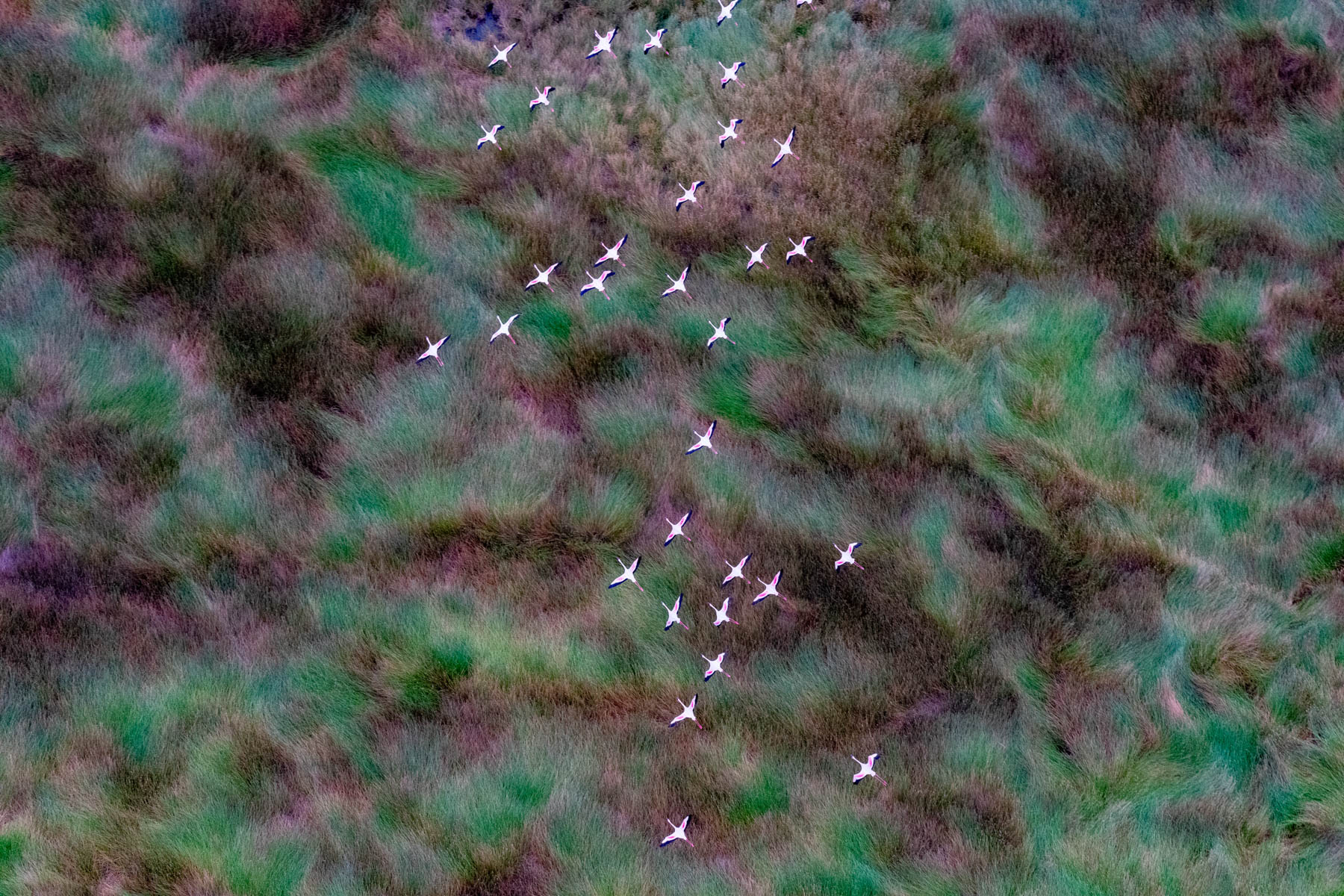 Flying over the marshes (image by Inger Vandyke)