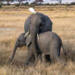 Adorable elephant youngster with their Cattle Egret friend (image by Inger Vandyke)