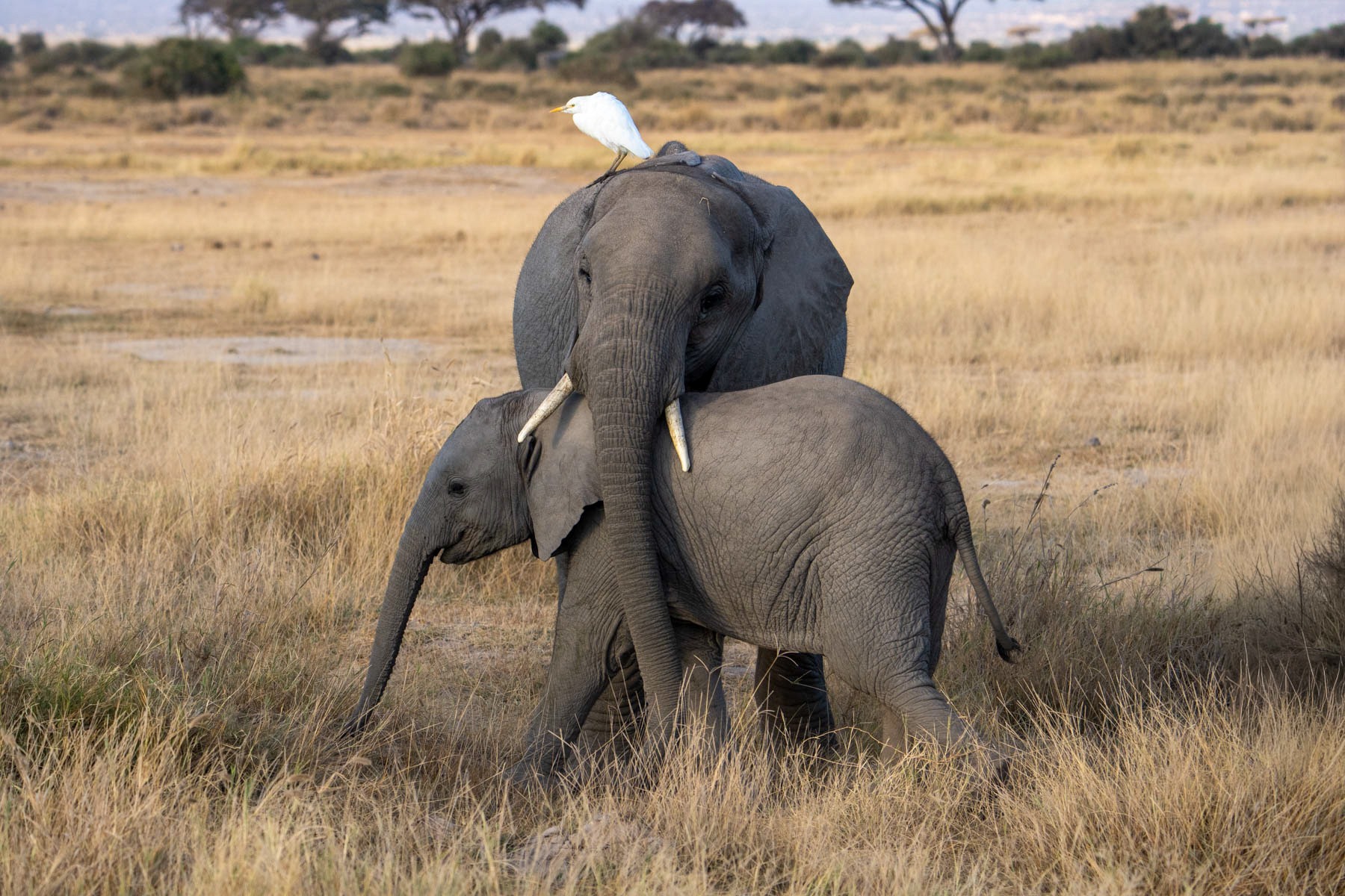 Adorable elephant youngster with their Cattle Egret friend (image by Inger Vandyke)