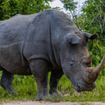 The introduction of Southern White Rhino into Uganda -whose Rhinos had become functionally extinct in the 1980s - has become one of this country's conservation success stories (image by Virginia Wilde)