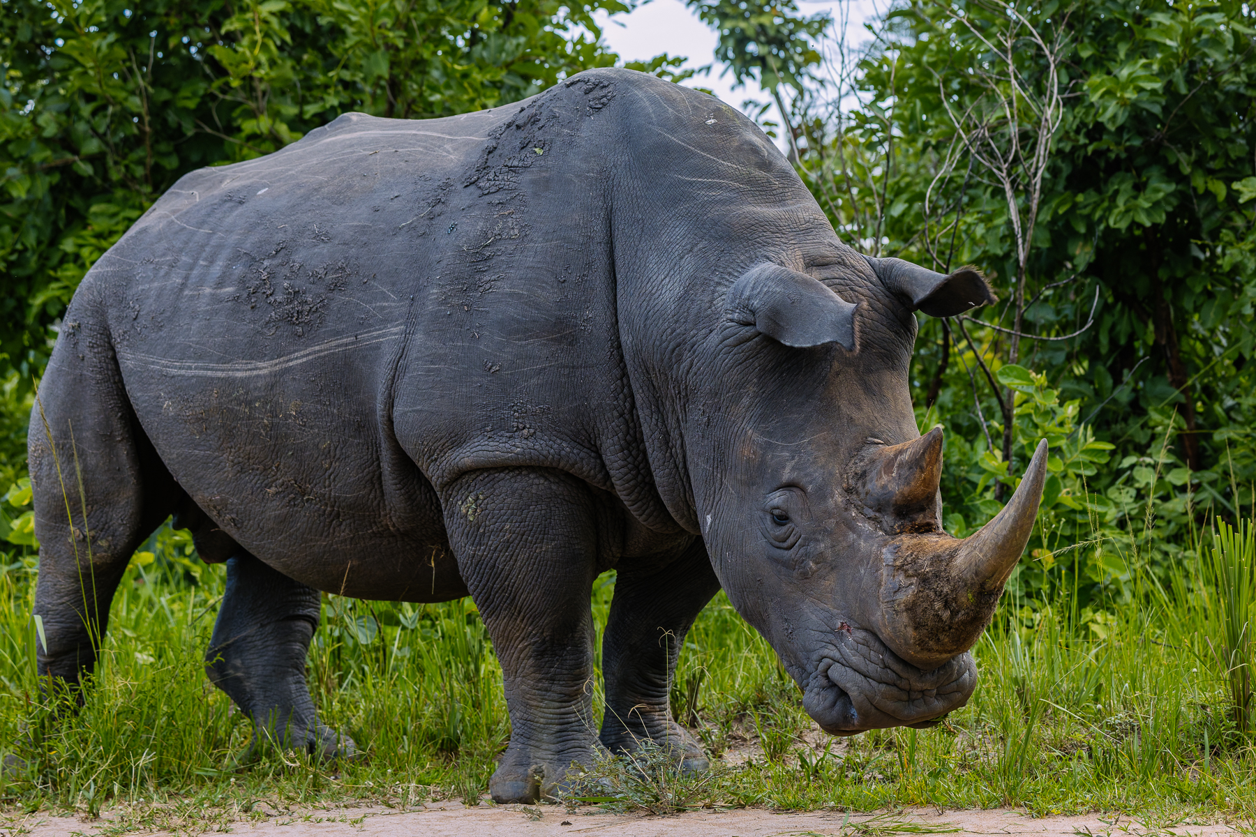 The introduction of Southern White Rhino into Uganda -whose Rhinos had become functionally extinct in the 1980s - has become one of this country's conservation success stories (image by Virginia Wilde)