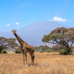 On safari at the foot of Africa's largest mountain (image by Inger Vandyke)