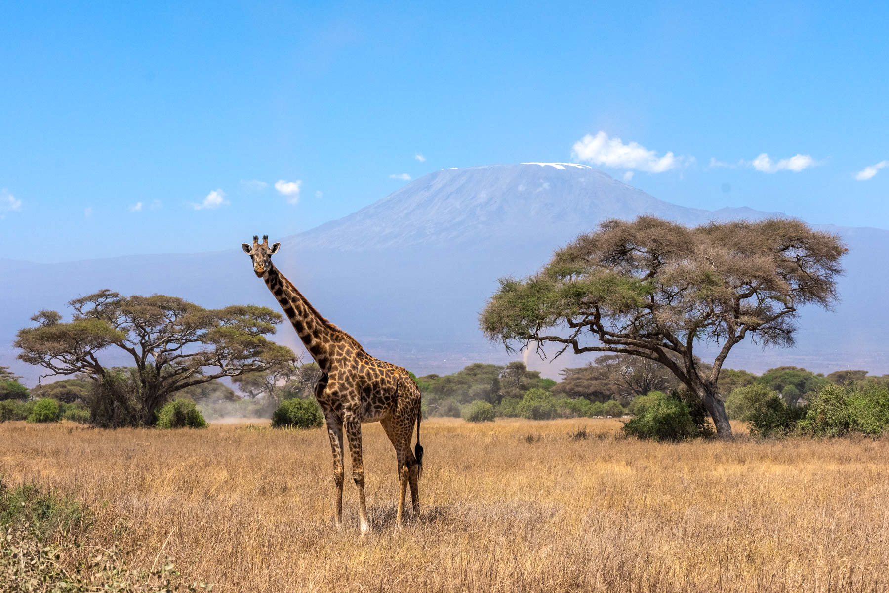 On safari at the foot of Africa's largest mountain (image by Inger Vandyke)