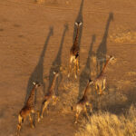 Giraffe shadows (image by Inger Vandyke)