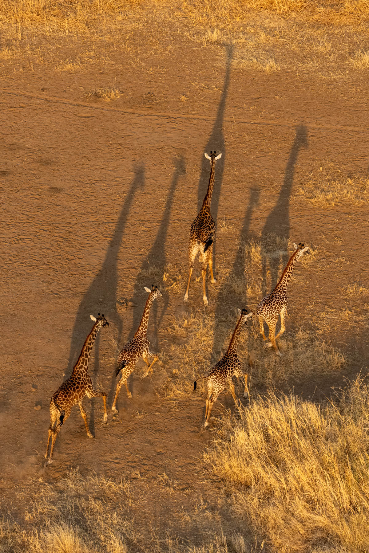 Giraffe shadows (image by Inger Vandyke)
