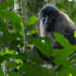 The large-chinned faces of Grey-cheeked Mangabeys can give them an intense, suspicious expression. Some taxonomists treat the Ugandan form as a separate species - but it is not widely accepted as such (image by Virginia Wilde)
