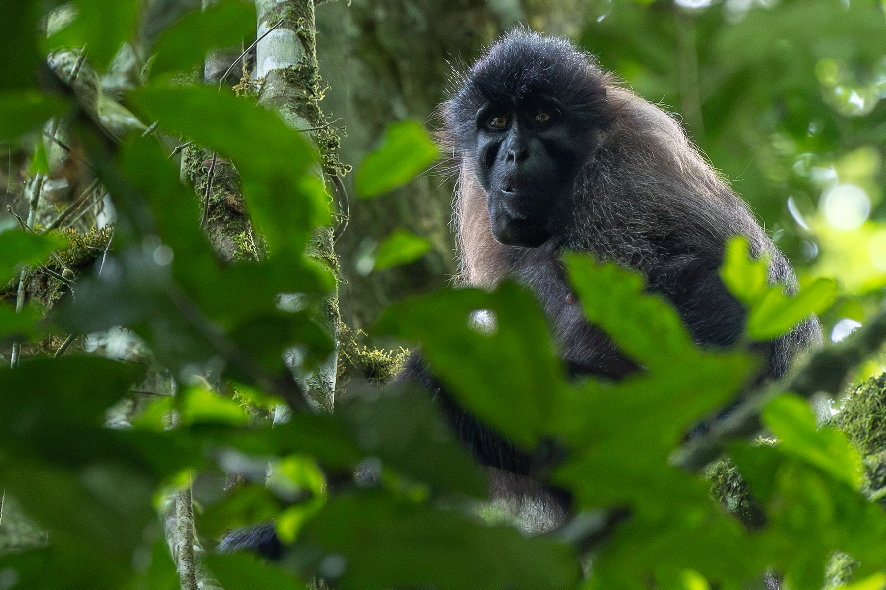 The large-chinned faces of Grey-cheeked Mangabeys can give them an intense, suspicious expression. Some taxonomists treat the Ugandan form as a separate species - but it is not widely accepted as such (image by Virginia Wilde)