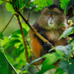 A juvenile Golden Monkey. Currently completing a degree in Monkey Business. The syllabus includes climbing, stealing snacks, avoiding trouble and keeping up with everyone else (image by Virginia Wilde)