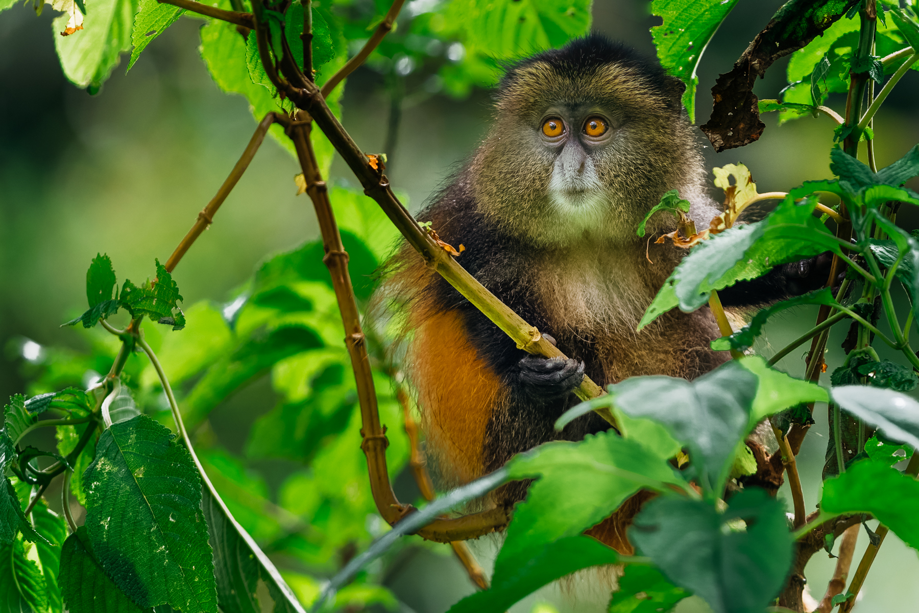 A juvenile Golden Monkey. Currently completing a degree in Monkey Business. The syllabus includes climbing, stealing snacks, avoiding trouble and keeping up with everyone else (image by Virginia Wilde)