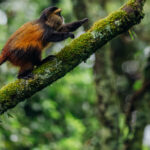 Golden Monkeys must be among the most striking of forest primates. They have broad, almost cartoonish rounded cheeks, with a golden-orange mantle and cheeks contrasting with their blackish face and crown (image by Virginia Wilde)