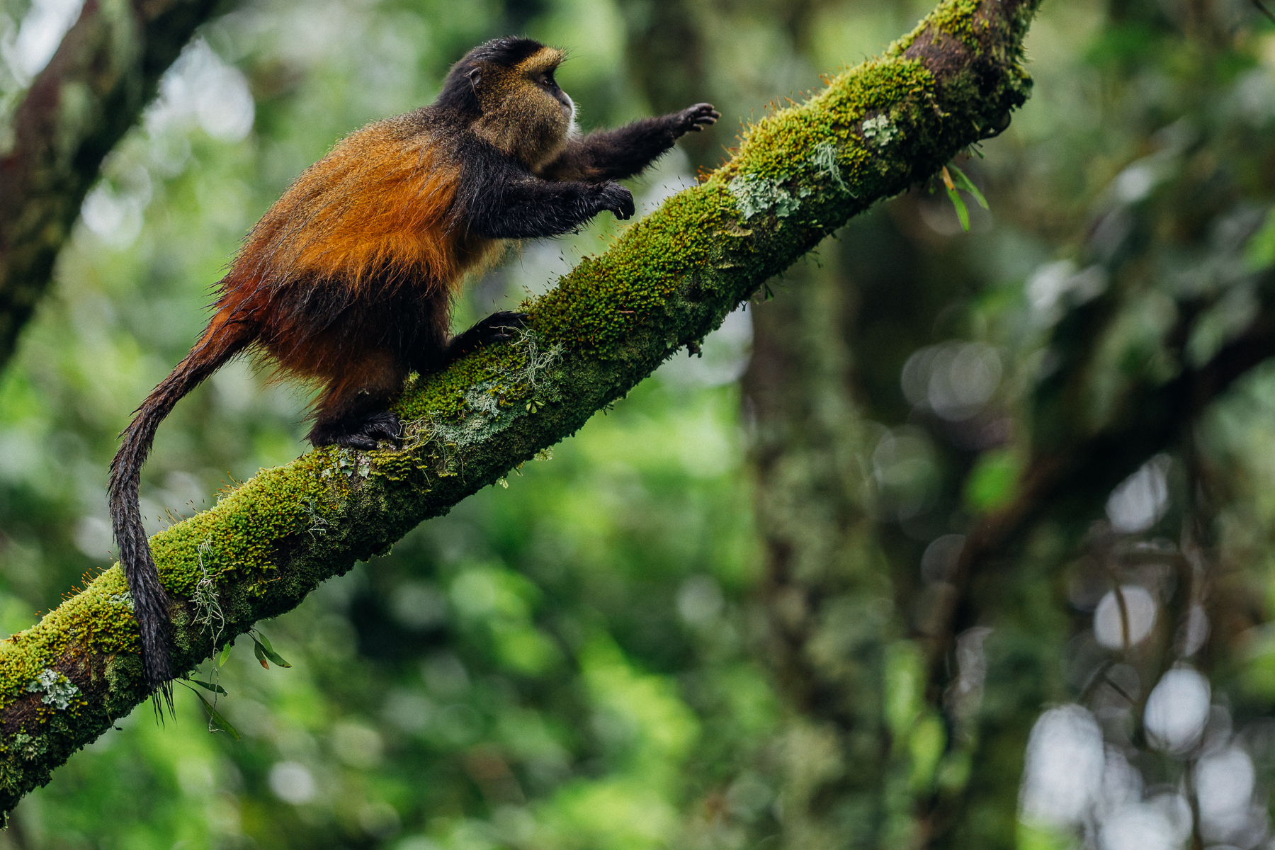 Golden Monkeys must be among the most striking of forest primates. They have broad, almost cartoonish rounded cheeks, with a golden-orange mantle and cheeks contrasting with their blackish face and crown (image by Virginia Wilde)