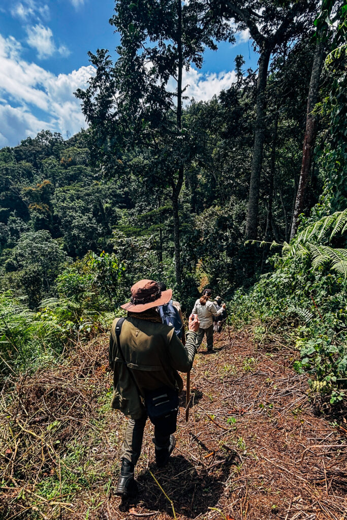 The forest views while Gorilla trekking could be incredible. How amazing to walk above the trees! (image by Virginia Wilde)