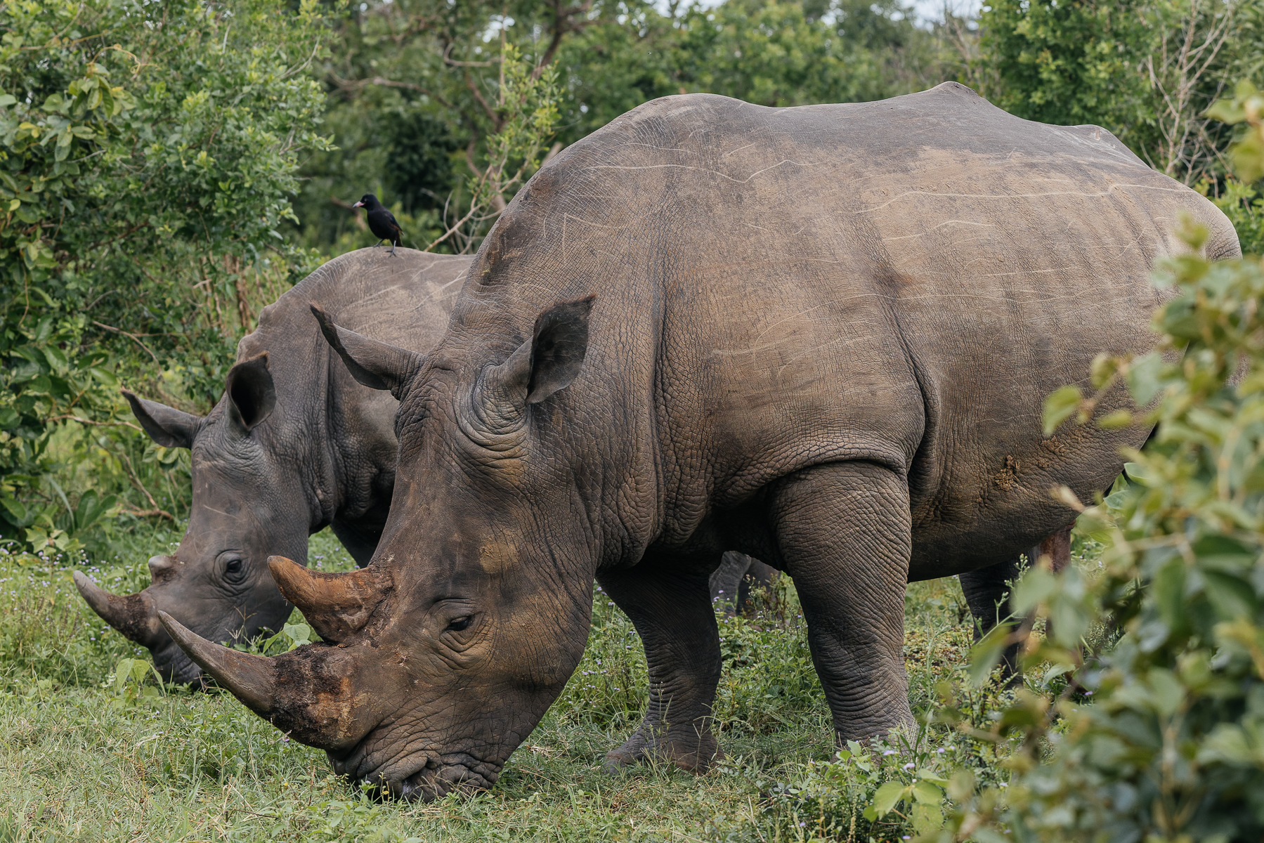 A Southern White Rhino mother and her rapidly-growing calf, already looking like a formidable double act. Southern White Rhino calves stay close to their mums for 2-3 years both for protection and learning the important business of eating grass (image by Virginia Wilde)
