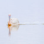 Quiet moment with a Great White Pelican (image by Inger Vandyke)