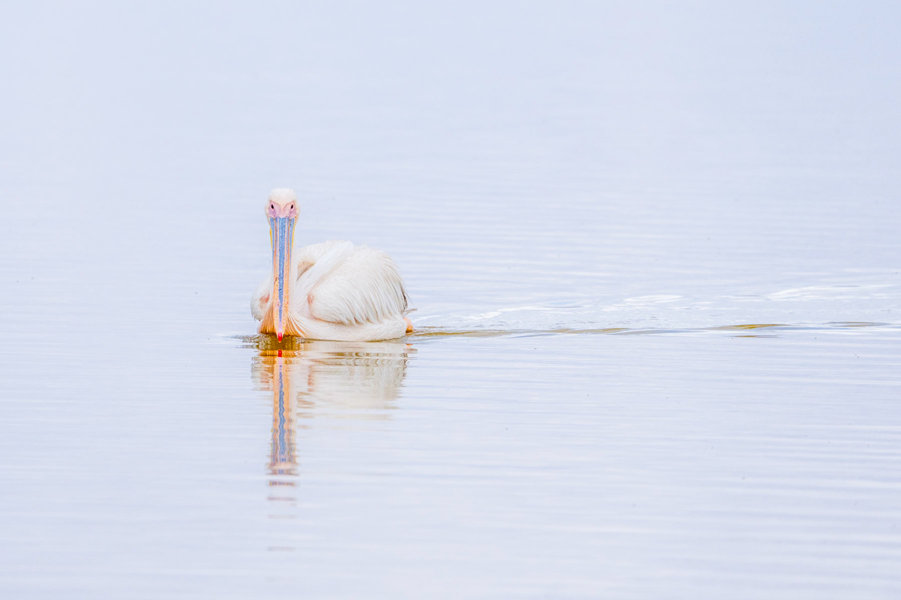 Quiet moment with a Great White Pelican (image by Inger Vandyke)