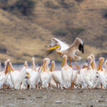 Great White Pelican flock (image by Inger Vandyke)